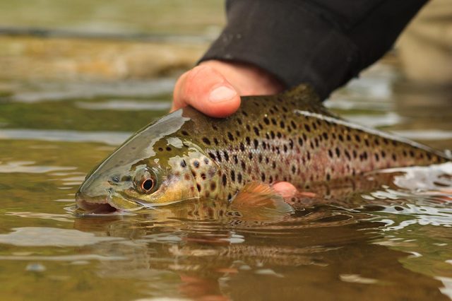 Pack it in: Alpine fly fishing