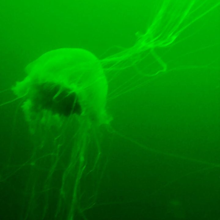 clerc underwater flight discovery tour orcasub 2