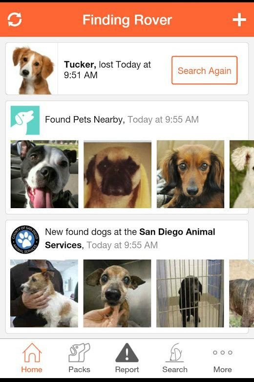 Finding Rover, facial recognition