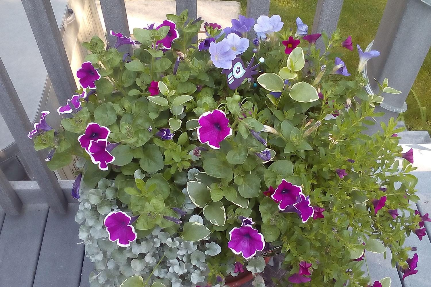 Lenovo TAB 2 A8 camera sample 1