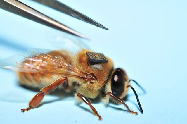 bee backpack