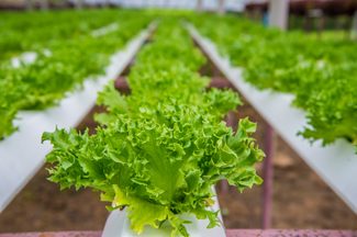 lettuce