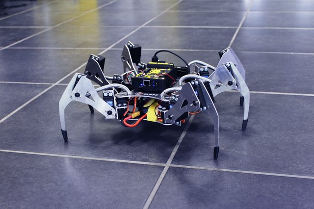 Erle-Spider