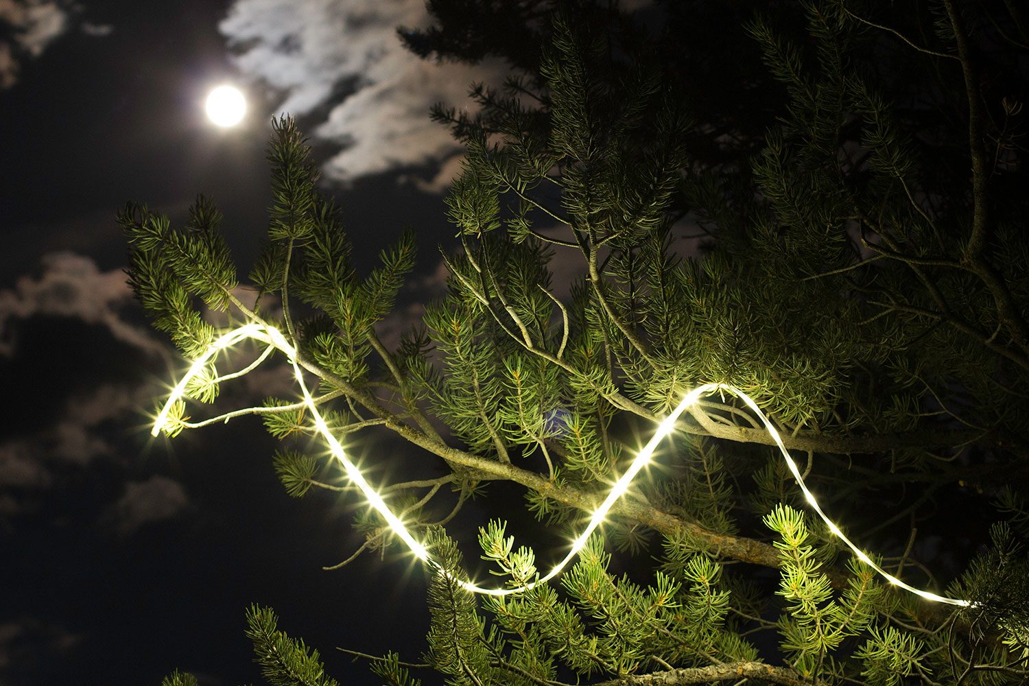 the luminoodle is a portable led light strip hero in tree