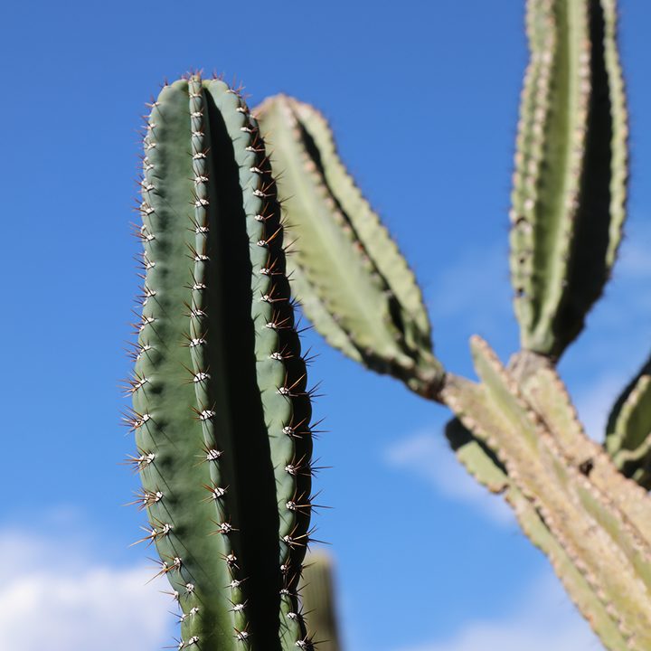 canon eos 5ds r