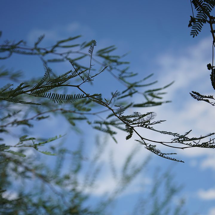 Sony A7R II Sample Photo