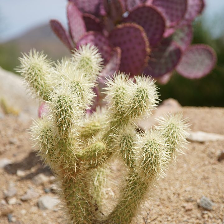 Sony A7R II Sample Photo