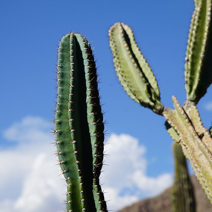 Sony A7R II Sample Photo
