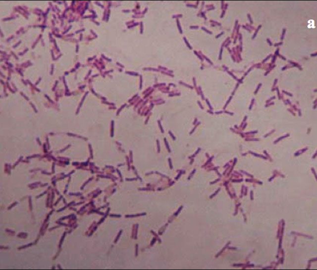 Bacillus F