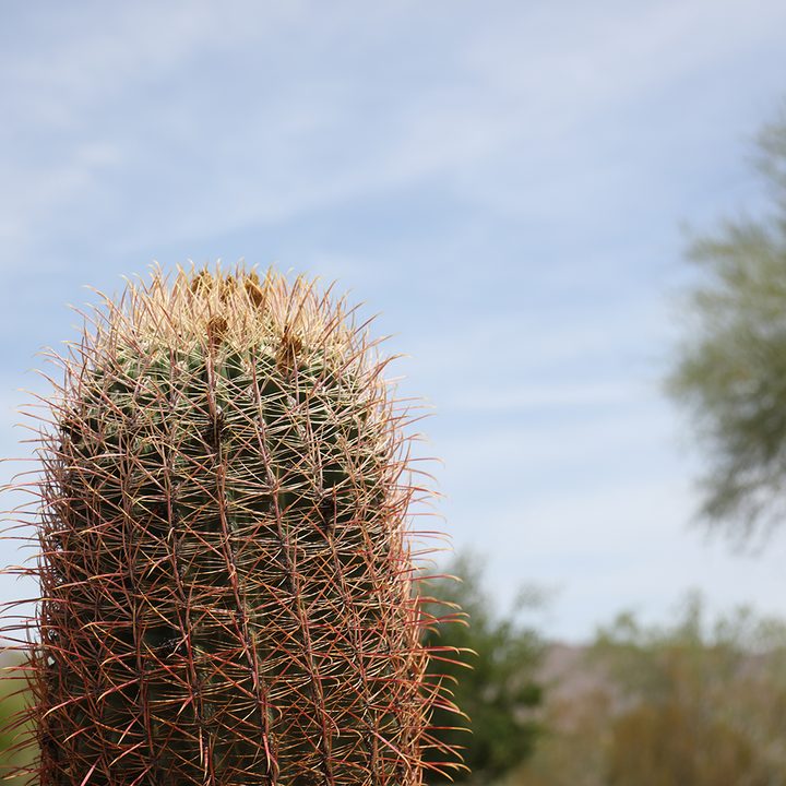 Canon EOS 5DS R Camera Sample