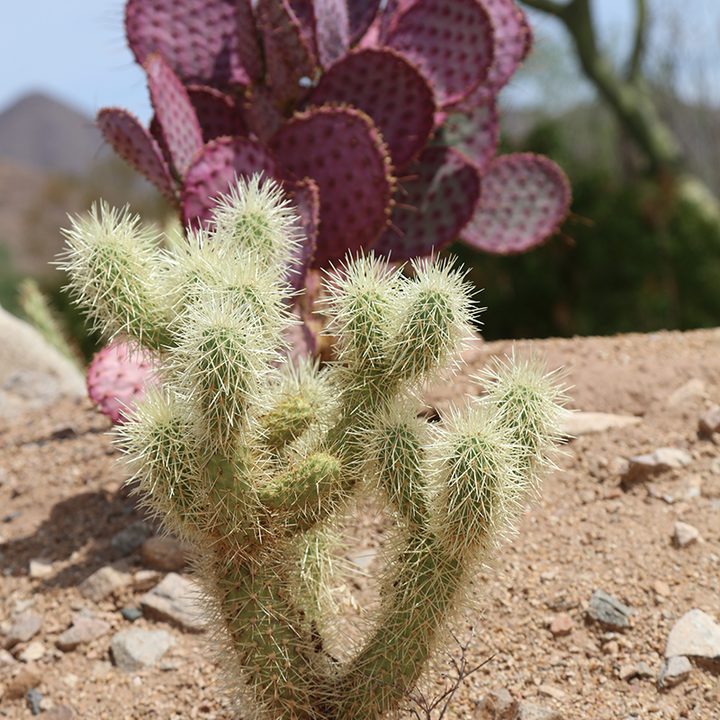 Canon EOS 5DS R Camera Sample