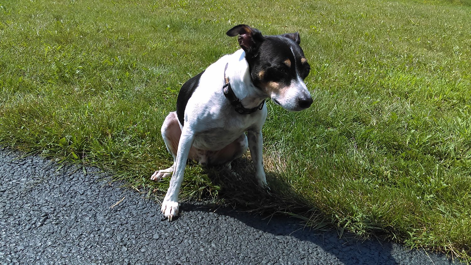 htc desire 626 review camera sample 2