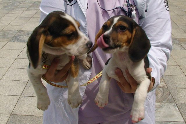 clone-dogs