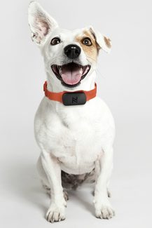Nuzzle collar on a dog