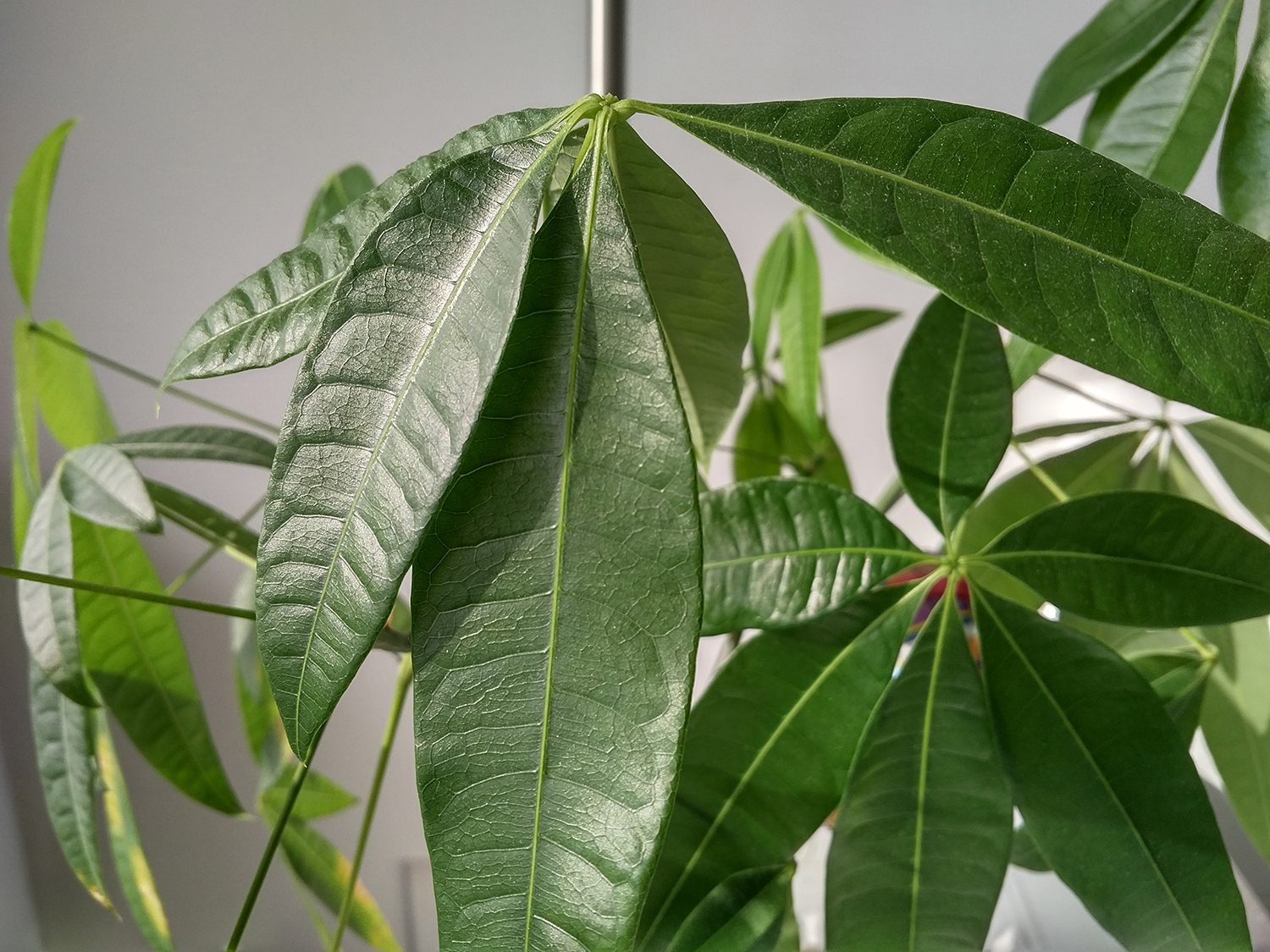 blackberry priv review camera sample 4