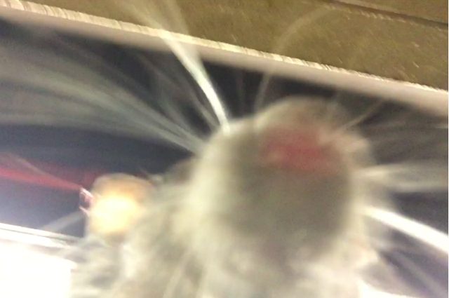 NYC Rat Selfie