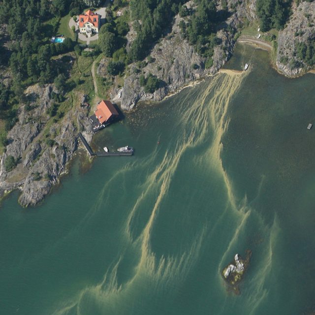 An area of the Baltic Sea overrun with algae