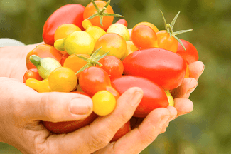 tomatos
