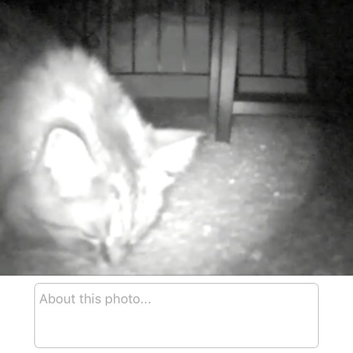 petzi treat cam review treatcam screen 1