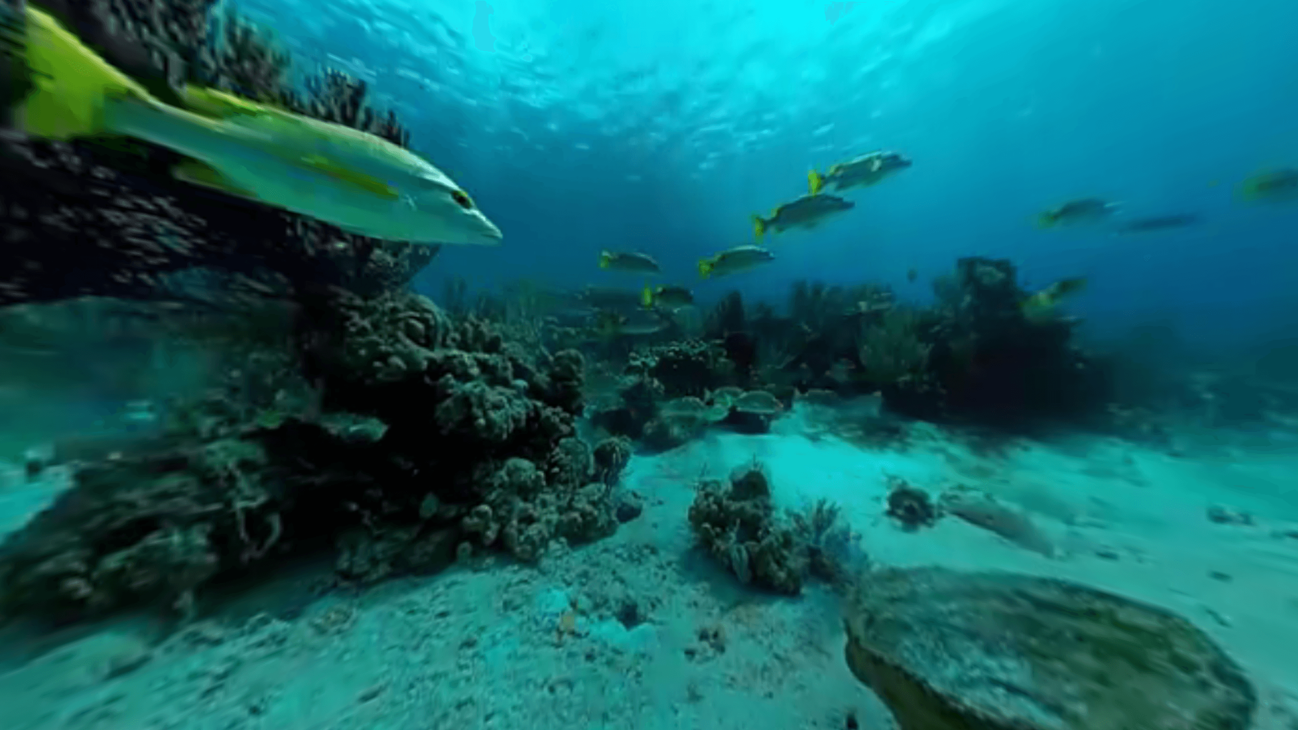 Nomades5meters4