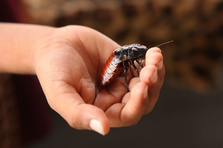 Cockroach inspired prototype robot search and rescue