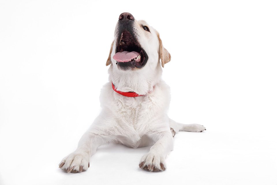 KYON smart dog collar big dog