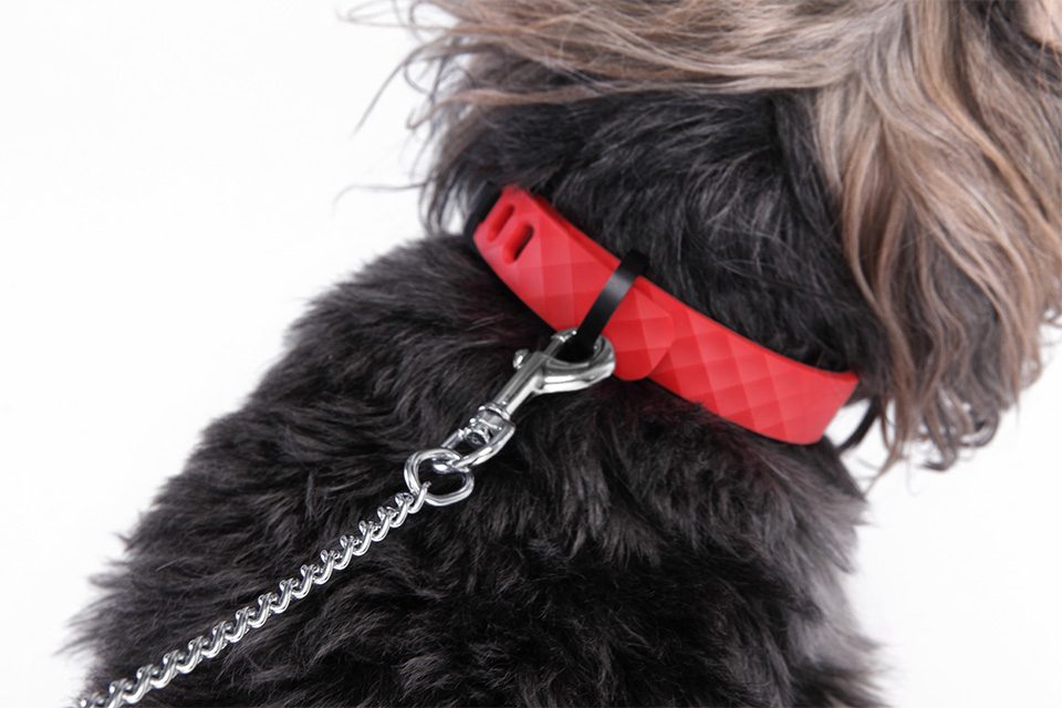 KYON smart dog collar on leash.