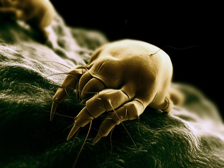 bedbug