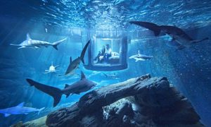 sleep underwater paris aquarium sharks airbnb de shark