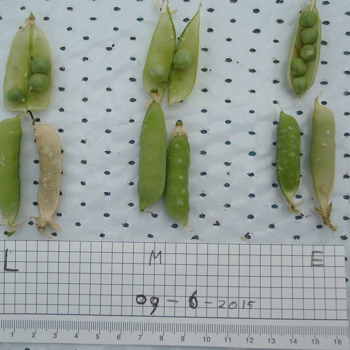 martian-moon-peas