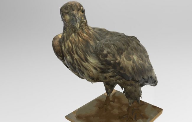 white-tailed-eagle-3d