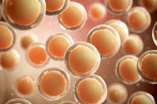 3d printed ovary builds from oocyte cells