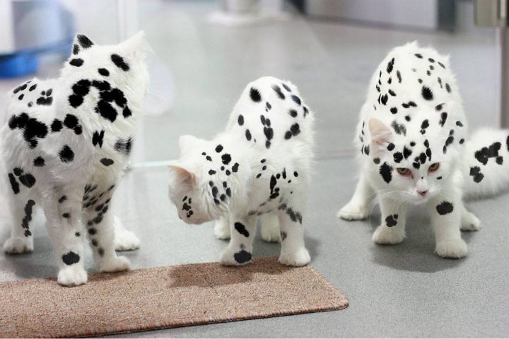 Battersea Dalmatian Kittens