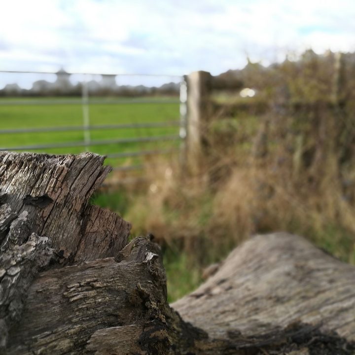 Huawei P9 Camera Sample