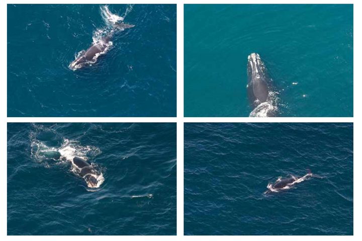 Whales-1