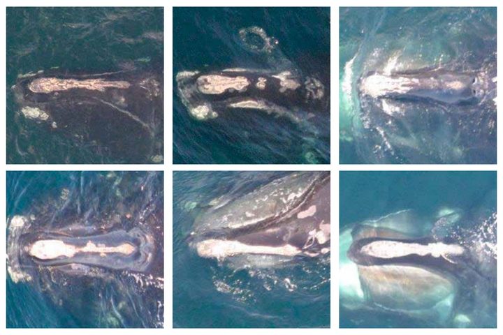 Whales-2