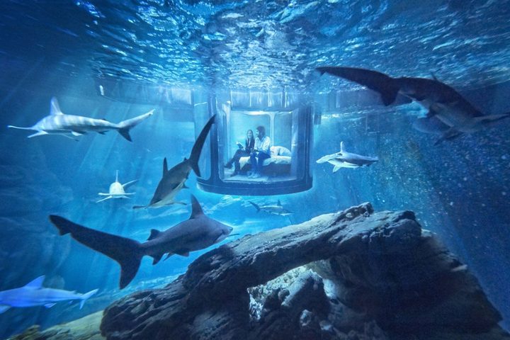aquarium-de-paris-shark-airbnb-970x647-c