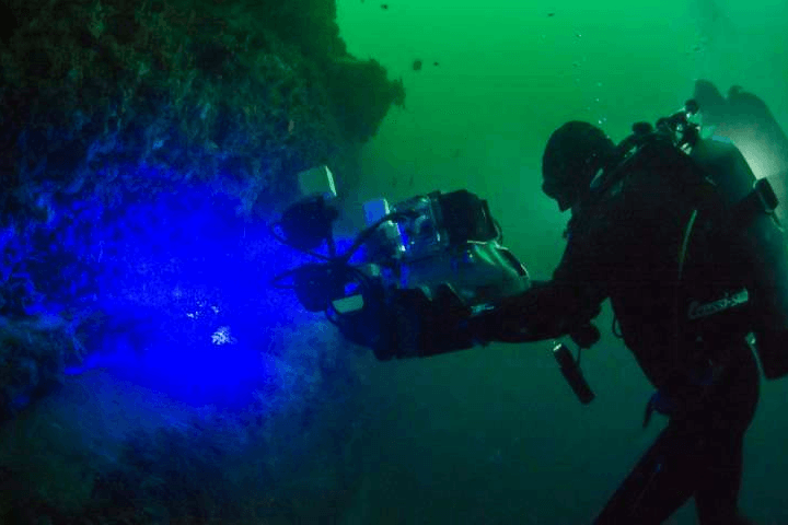 Deep water sharks glow in the dark to communicate
