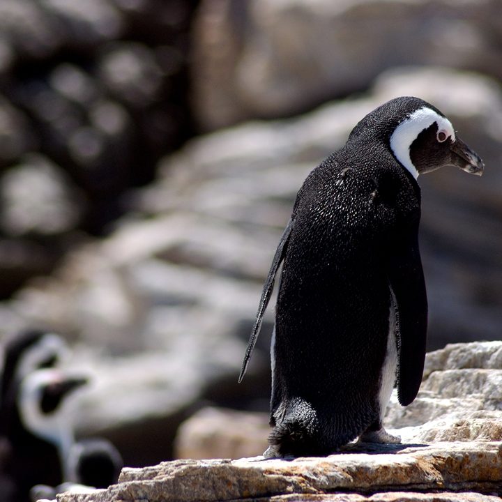 A sad penguin on a rock.