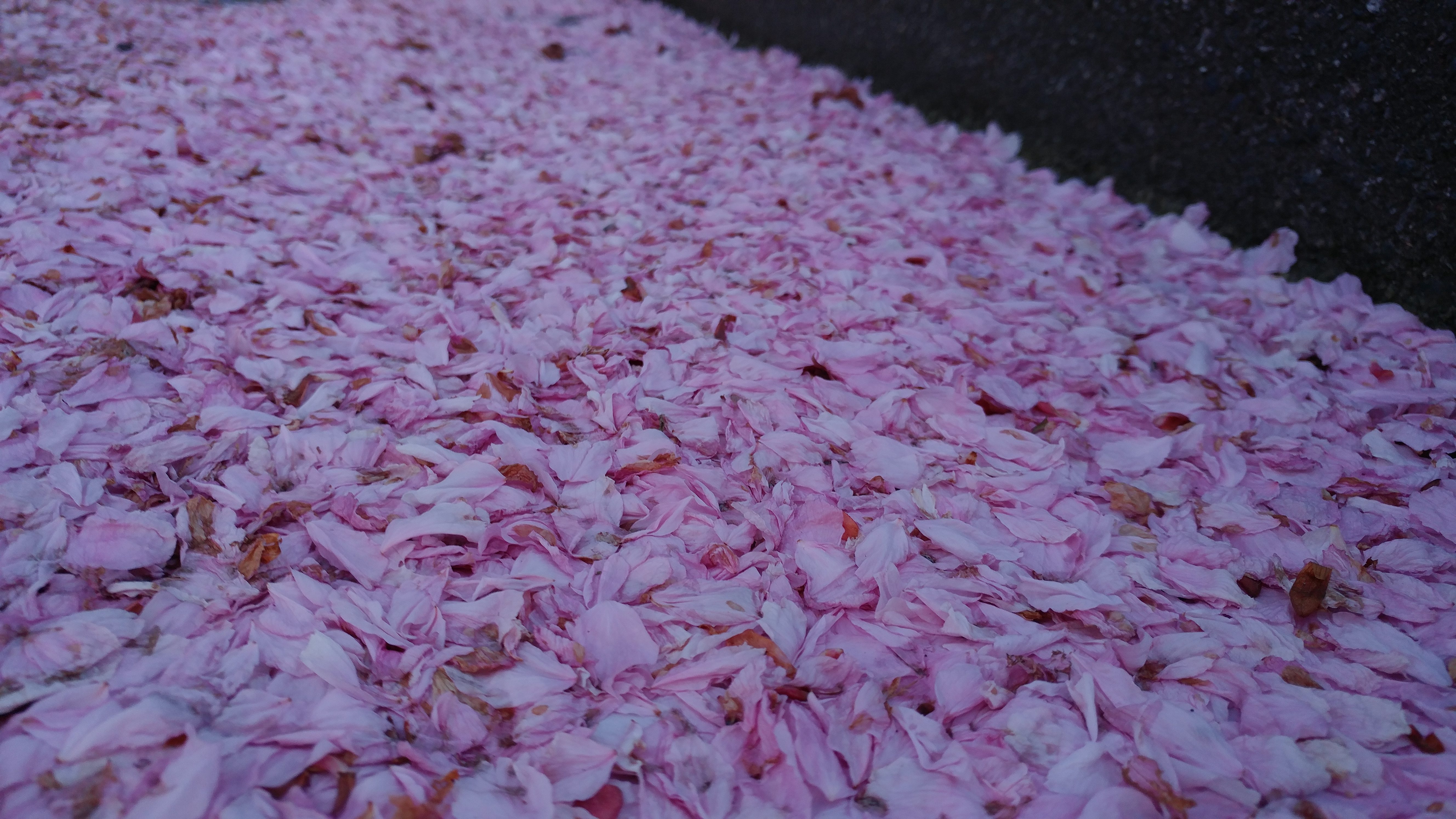 how to use lg g5 manual mode cherry blossoms on ground