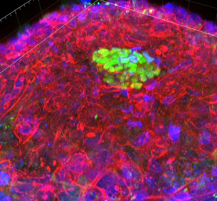 The embryo's molecular signature