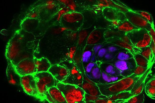 Closeup of an embryo on day 10 of development
