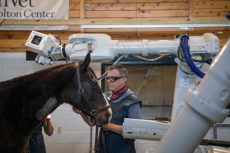 Preparing horse for equine medical imaging scanner