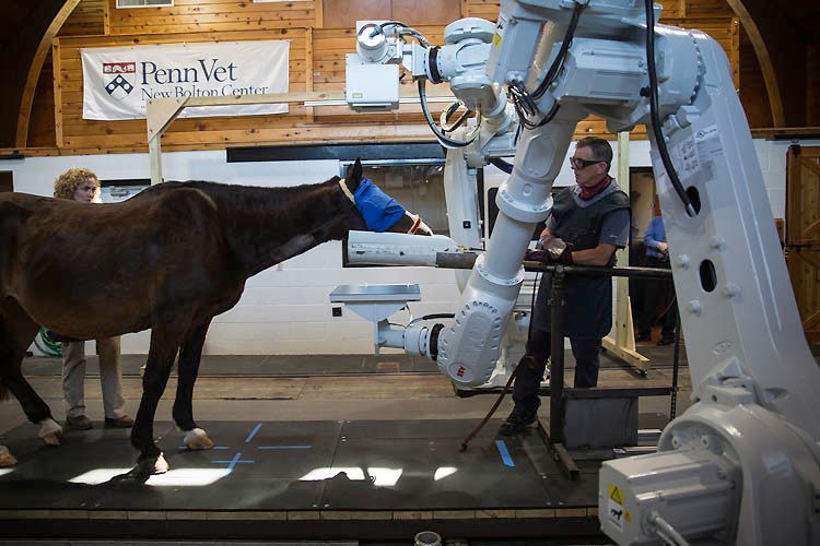 EQUIMAGINE medical imaging tech horse CT scan