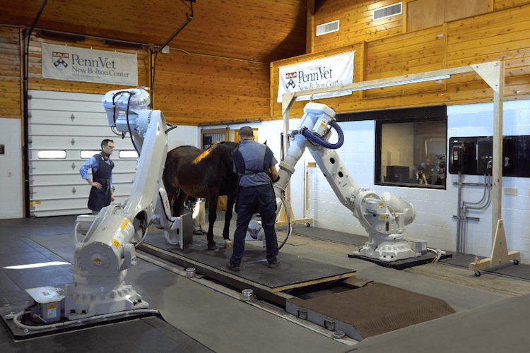 Equine medical scanner lets horses stand upright during scans