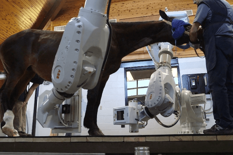 equine medical imaging tech eliminates need for anesthetics developed horses could revolutionize those claustrophobic ct scan