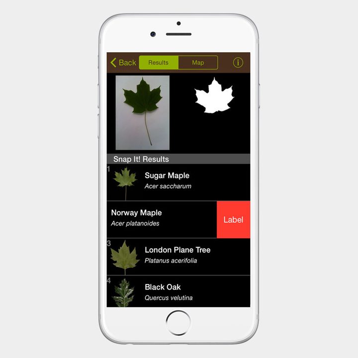 Leafsnap Apple