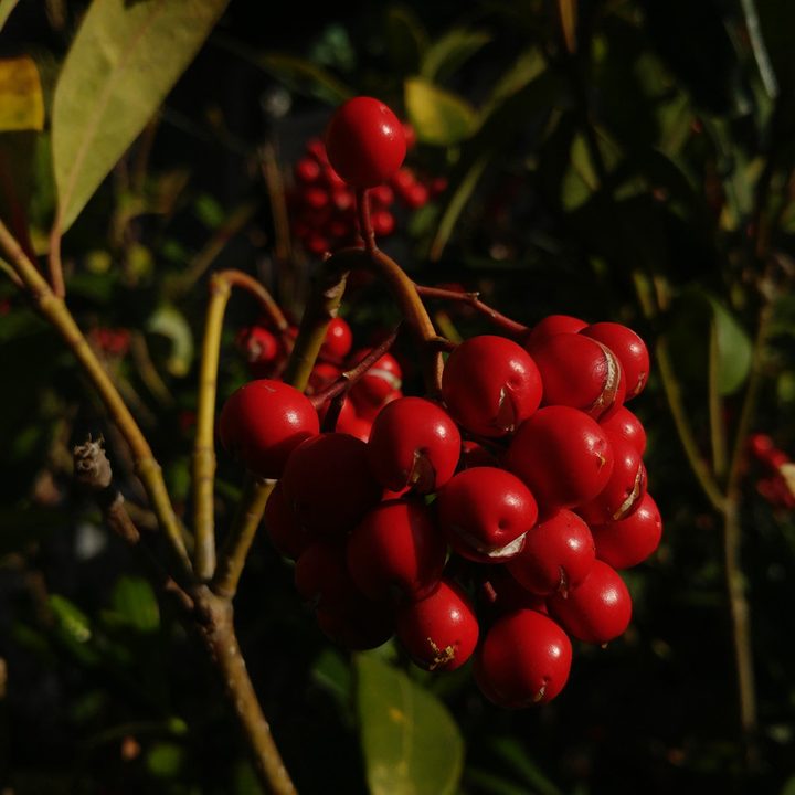 Manual mode in manual focus