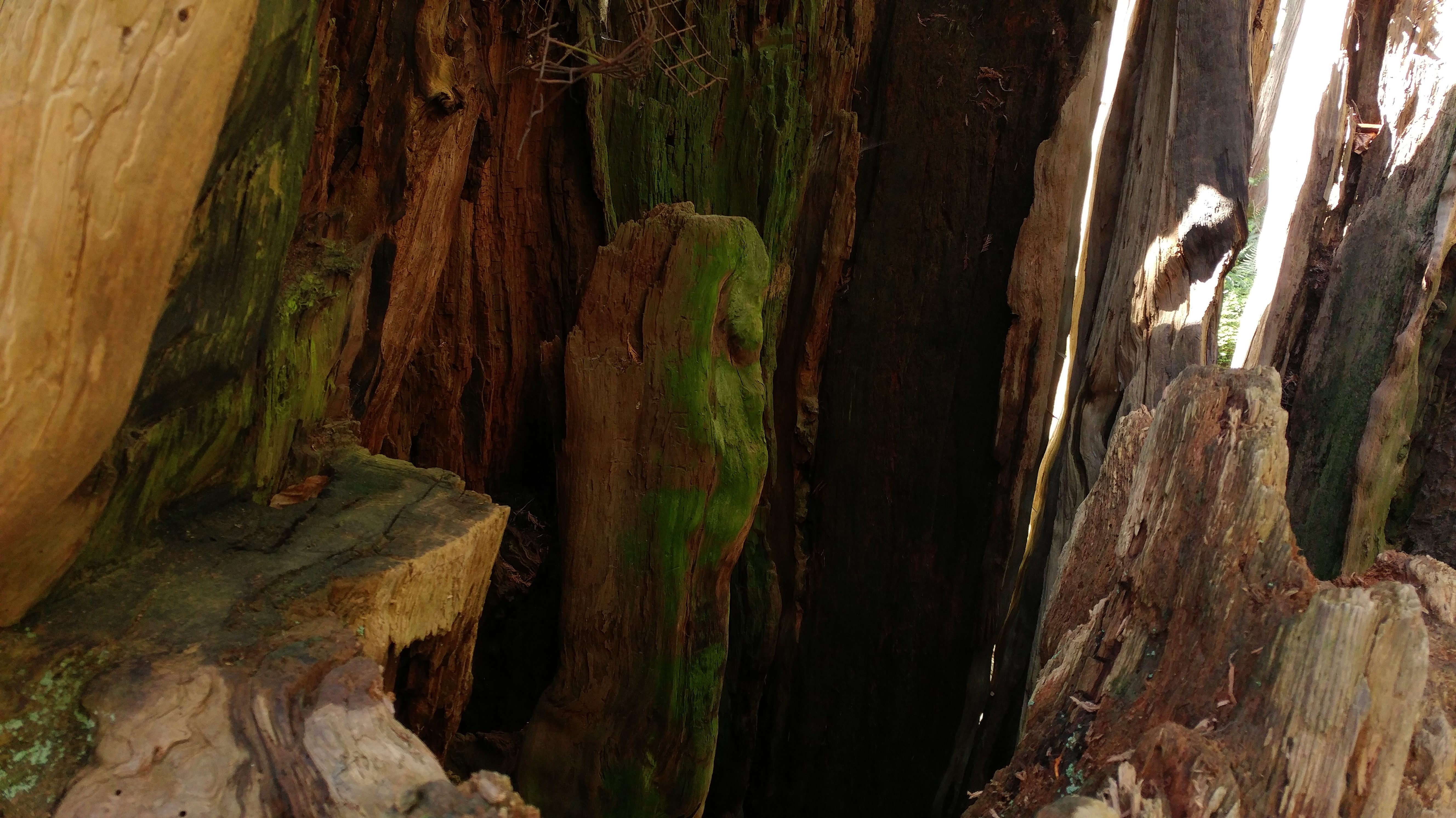 how to use lg g5 manual mode tree trunks