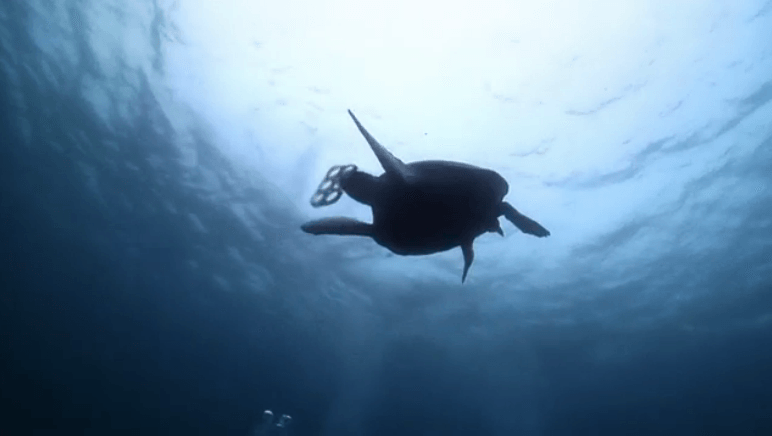 edible biodegradable six pack rings save ocean are completely and will keep plastics out of the oceans